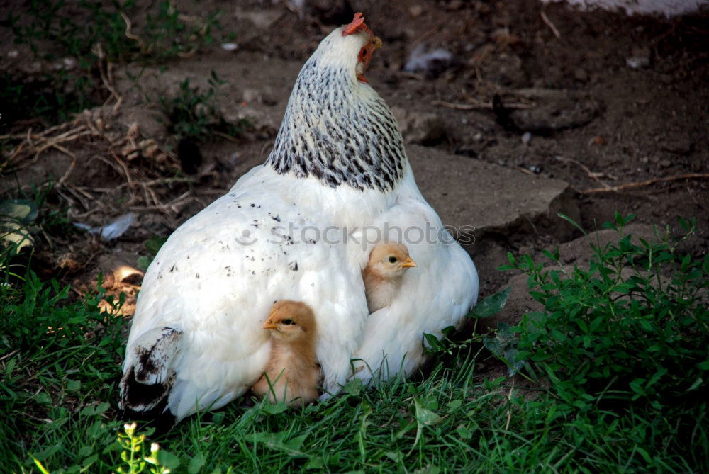 Similar – favourite place Barn fowl