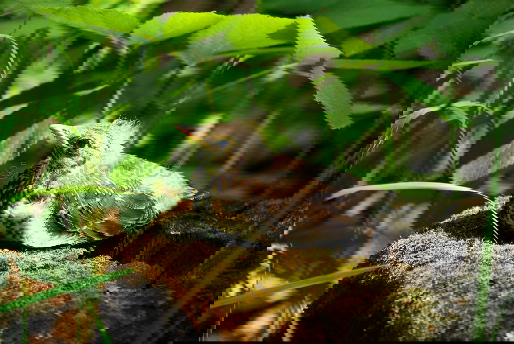 Similar – Image, Stock Photo Lazy bear in Punta Cahuita
