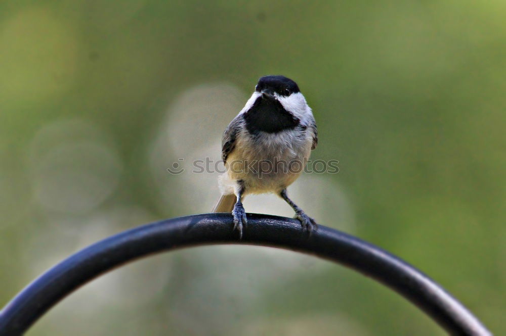 Image, Stock Photo Tousled Great Tit Nature