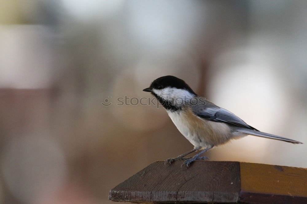 Similar – Image, Stock Photo Tousled Great Tit Nature