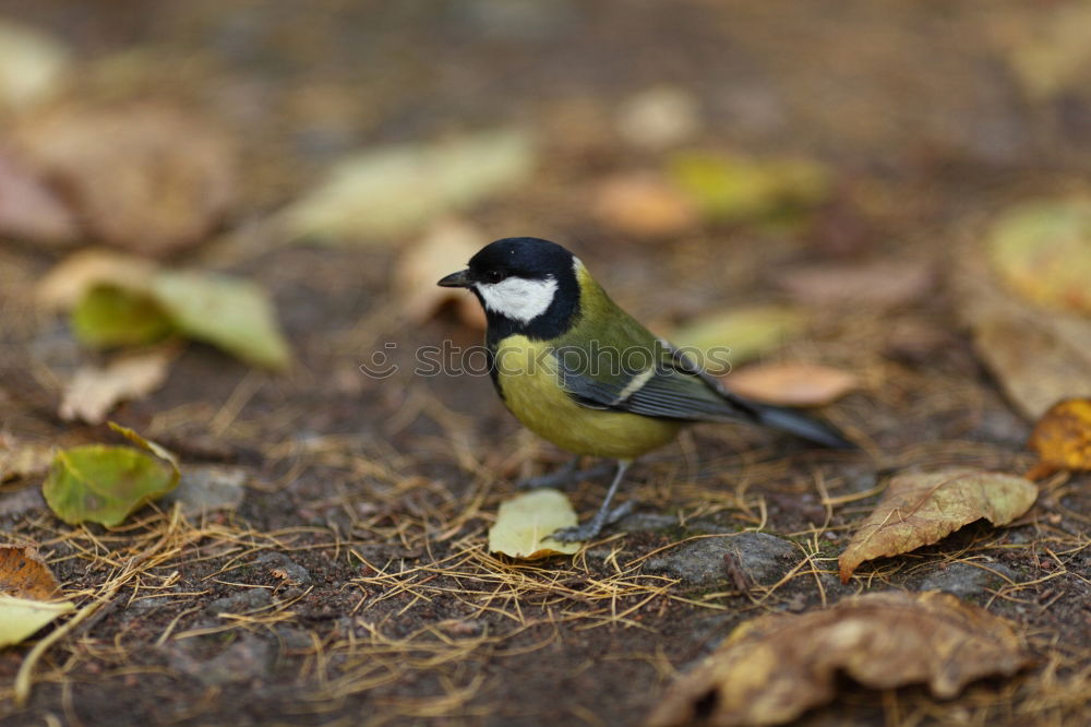 Similar – Great tit in a rose bush