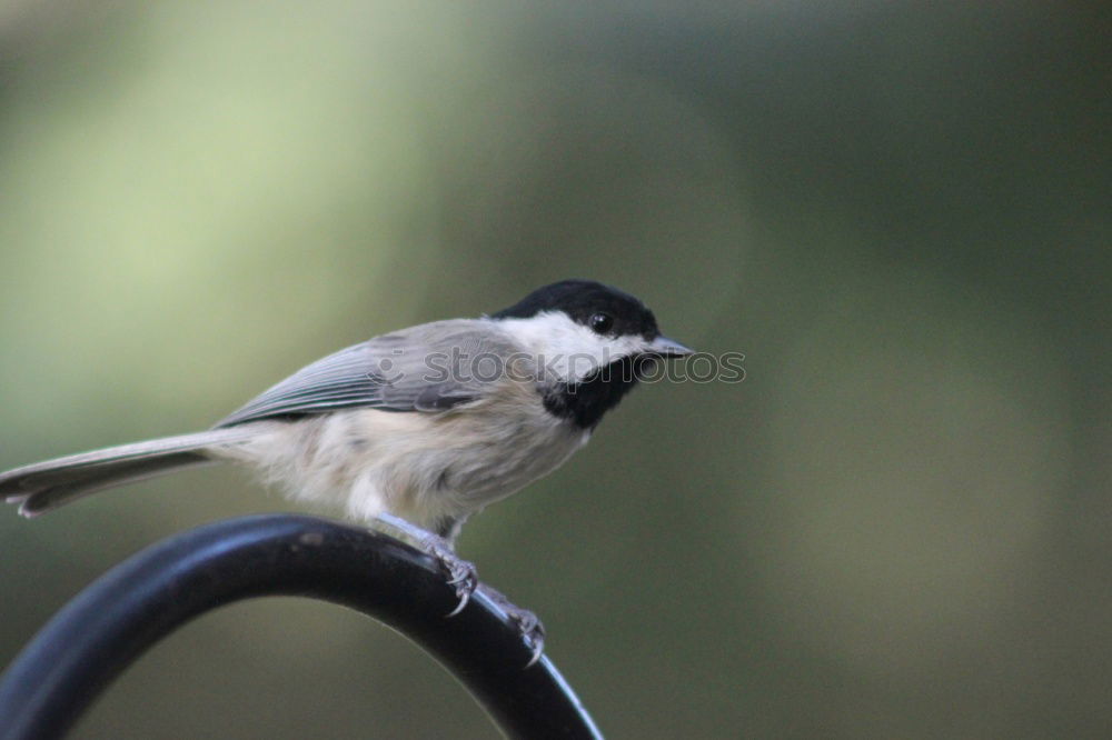 Similar – Image, Stock Photo Tousled Great Tit Nature