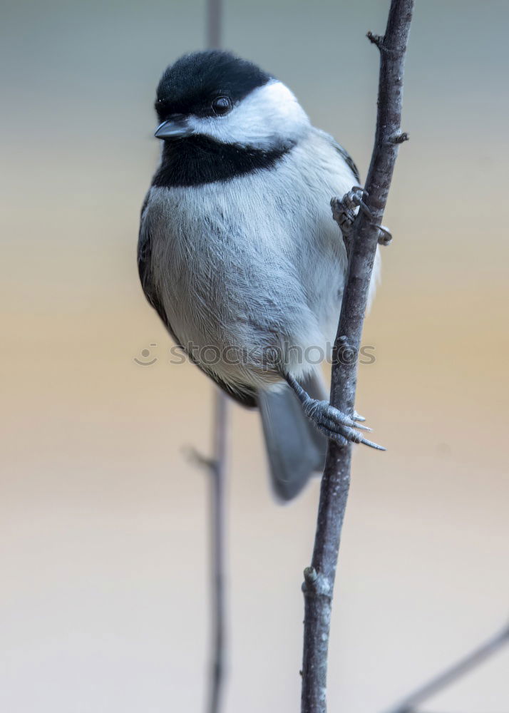 Similar – Image, Stock Photo beautiful garden bird at feeder