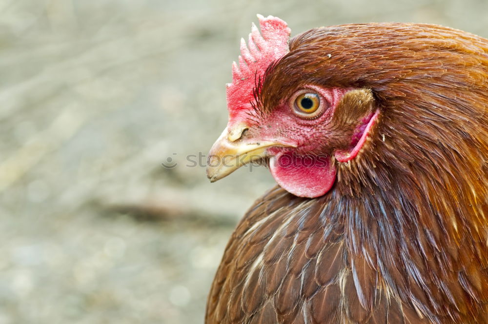 Similar – Image, Stock Photo is what? Agriculture