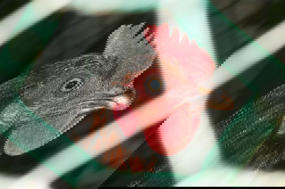 Similar – Foto Bild Hinter Gittern Hahn