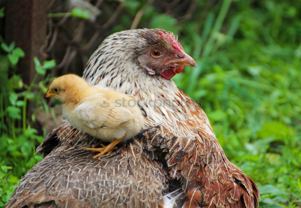 Similar – young hens chicken fowls