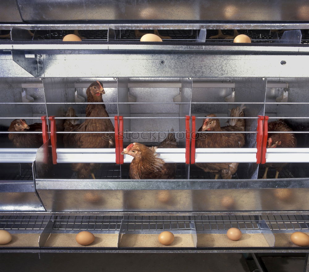 Similar – Fresh loaves of bread on tray racks. Bread bun on bakery shelves