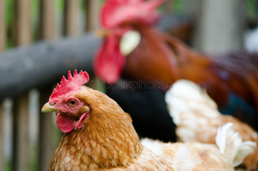 Similar – Hen in the farm Lifestyle