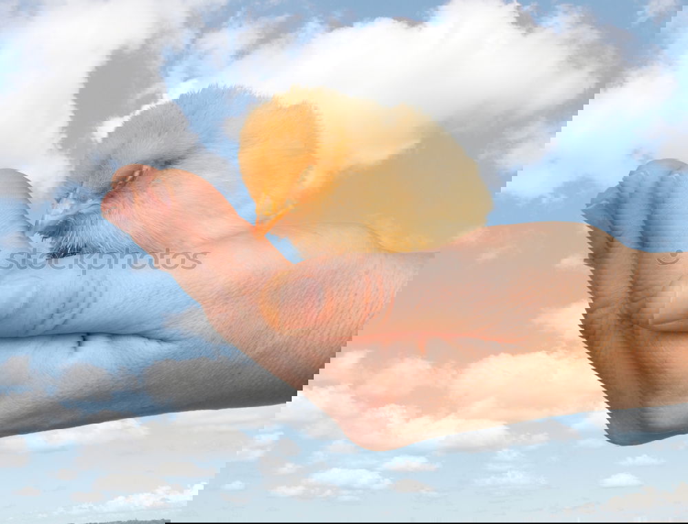 Similar – Foto Bild Sanft gehalten. Umwelt