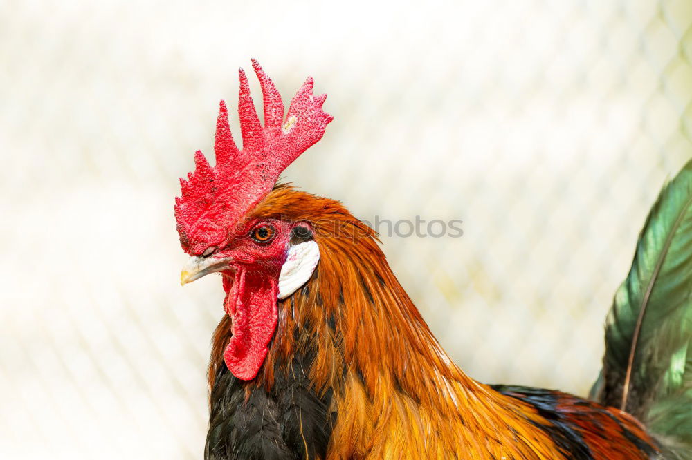 Similar – Image, Stock Photo What now, chicken midget? III