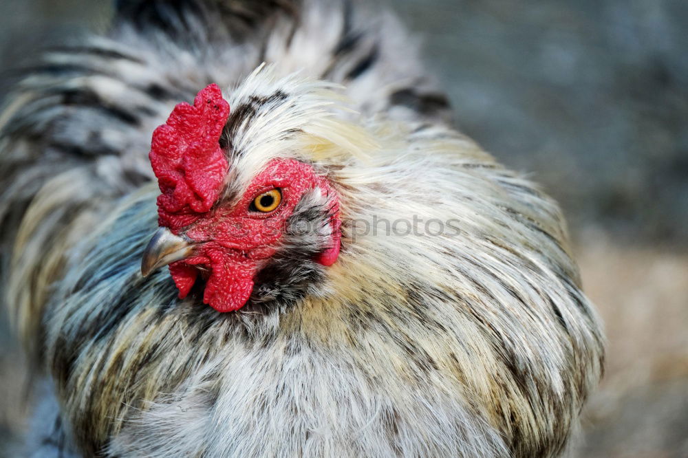 Similar – Image, Stock Photo Happy chickens look different!