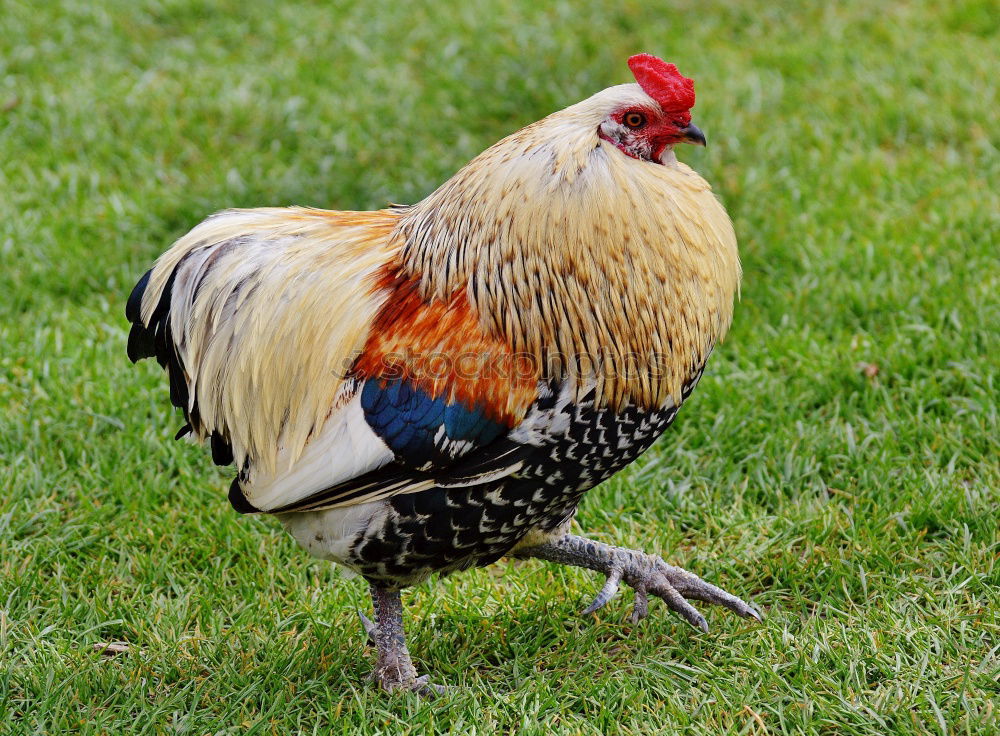 Similar – Image, Stock Photo The cock crows Meat