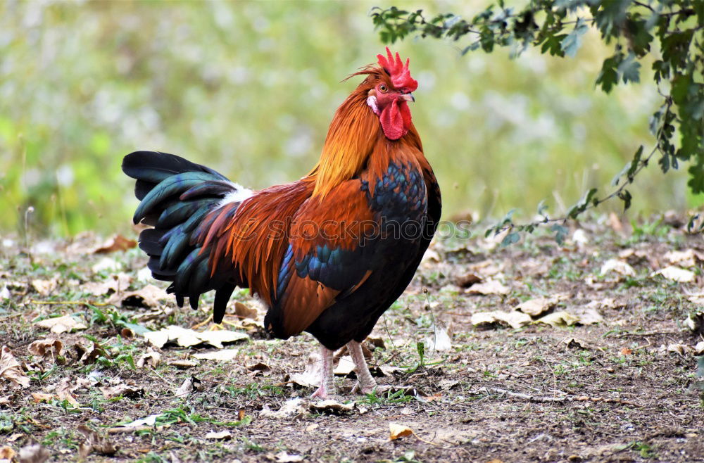 Similar – Colourful cock Food Meat