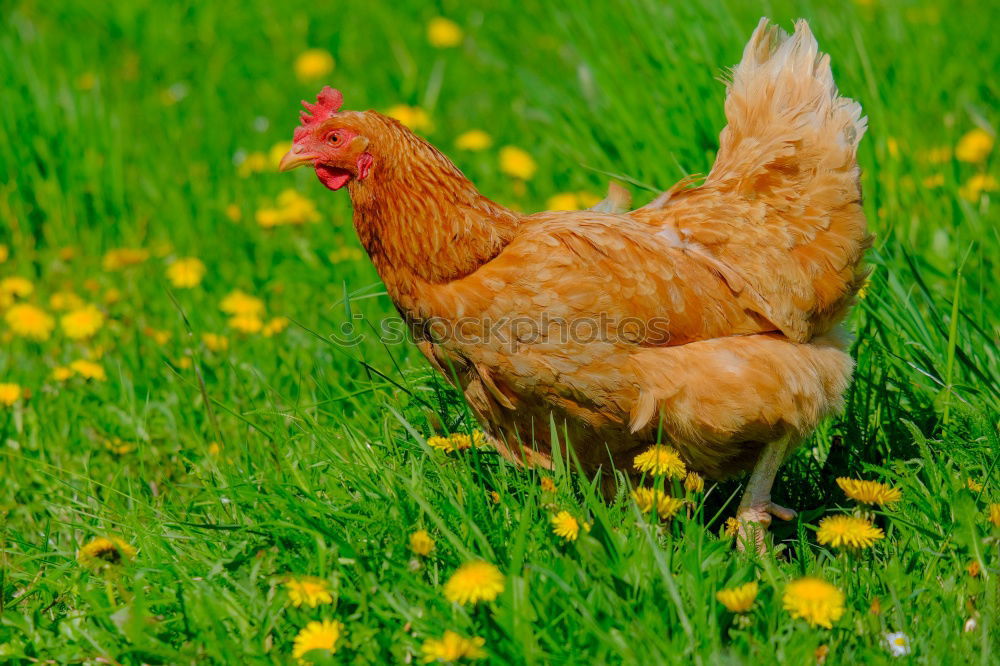 Similar – Image, Stock Photo Cocks in the green