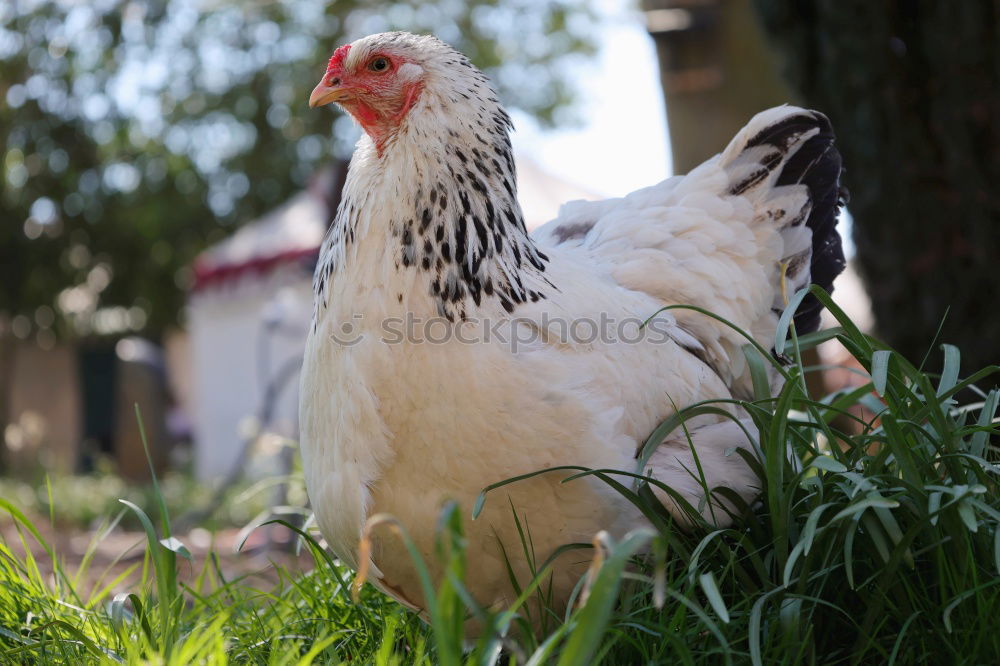 Similar – Hen in the farm Lifestyle