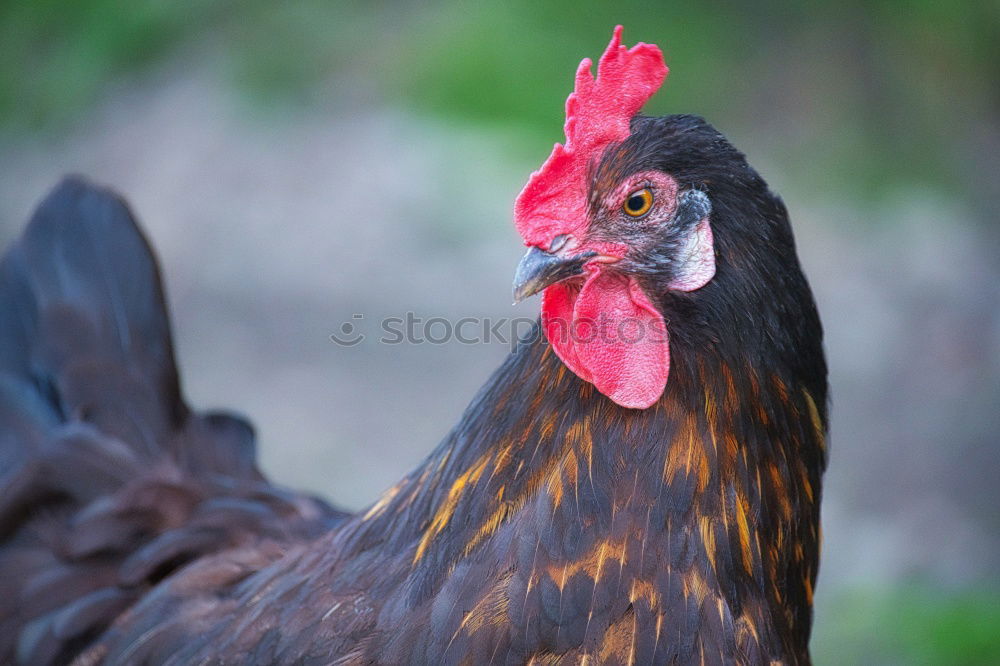 Similar – Foto Bild Huhn Haushuhn Legehenne