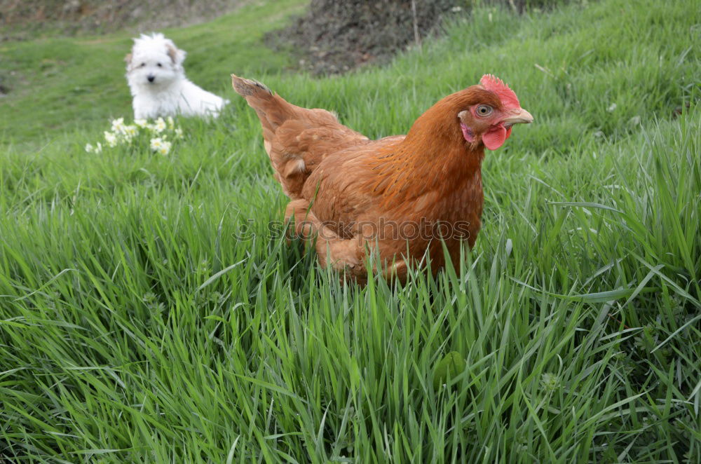 Similar – young hens chicken fowls