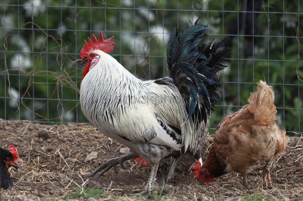 Similar – Family Orpington Meadow