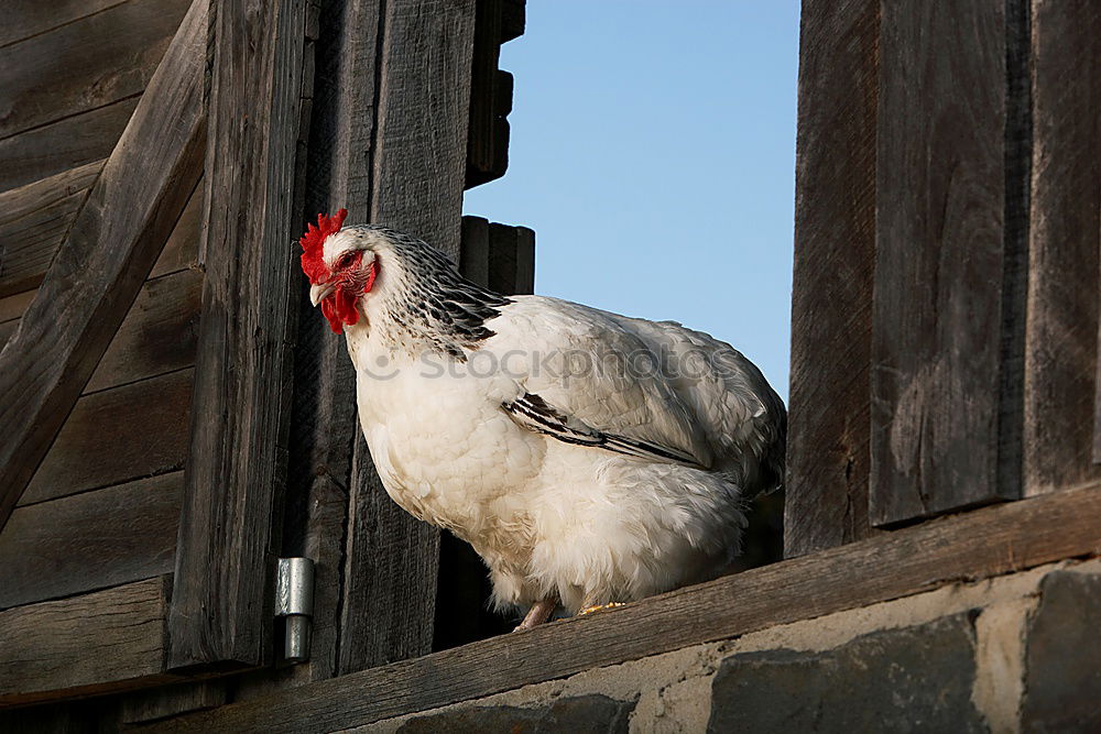 Similar – Huhn am Fenster Haushuhn