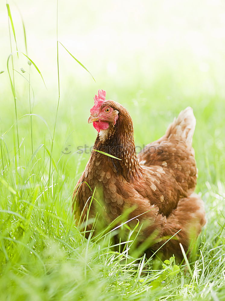 Image, Stock Photo hen Nature Sun Summer