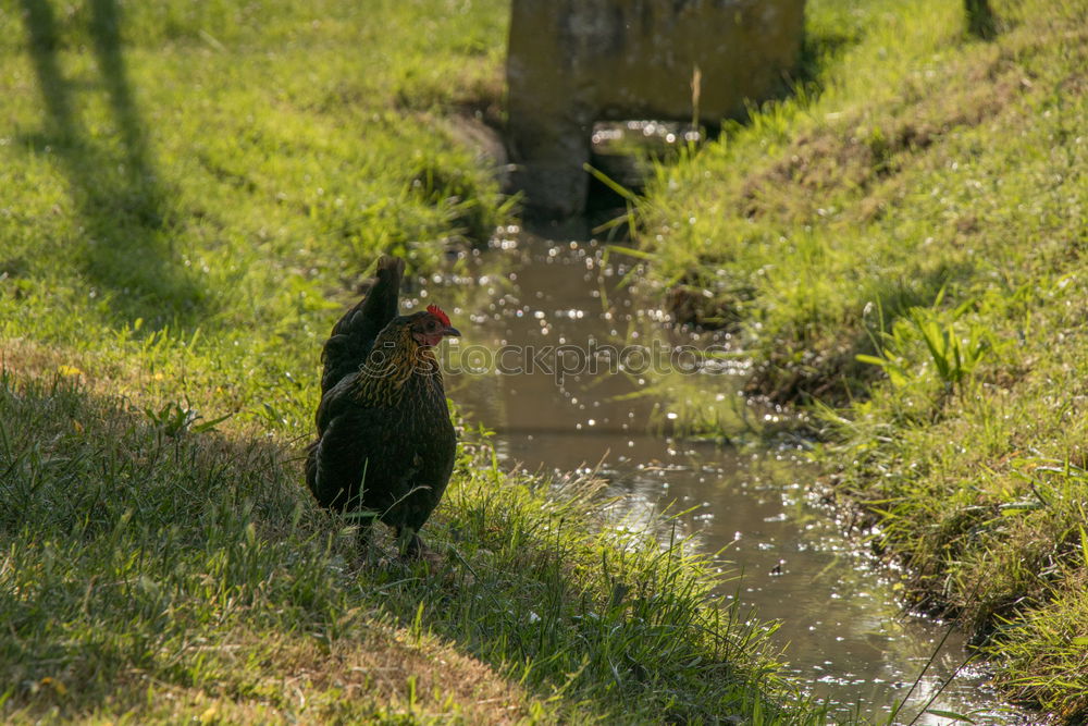 Similar – Foto Bild Siesta auf der Wiese Natur