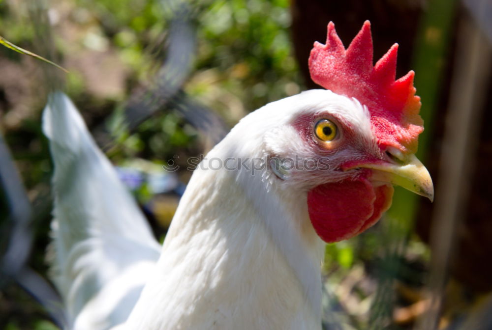 Similar – Image, Stock Photo Cock (Güggel) Animal