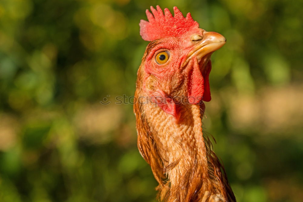 Similar – Image, Stock Photo Happy chickens look different!