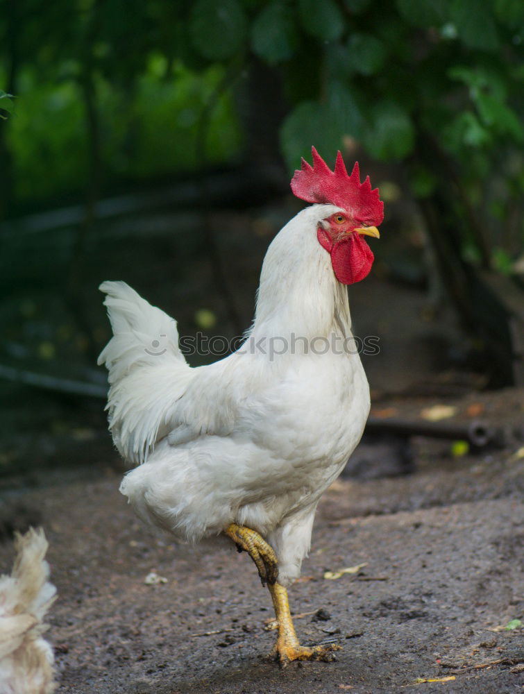 Similar – Image, Stock Photo The cock Food Meat