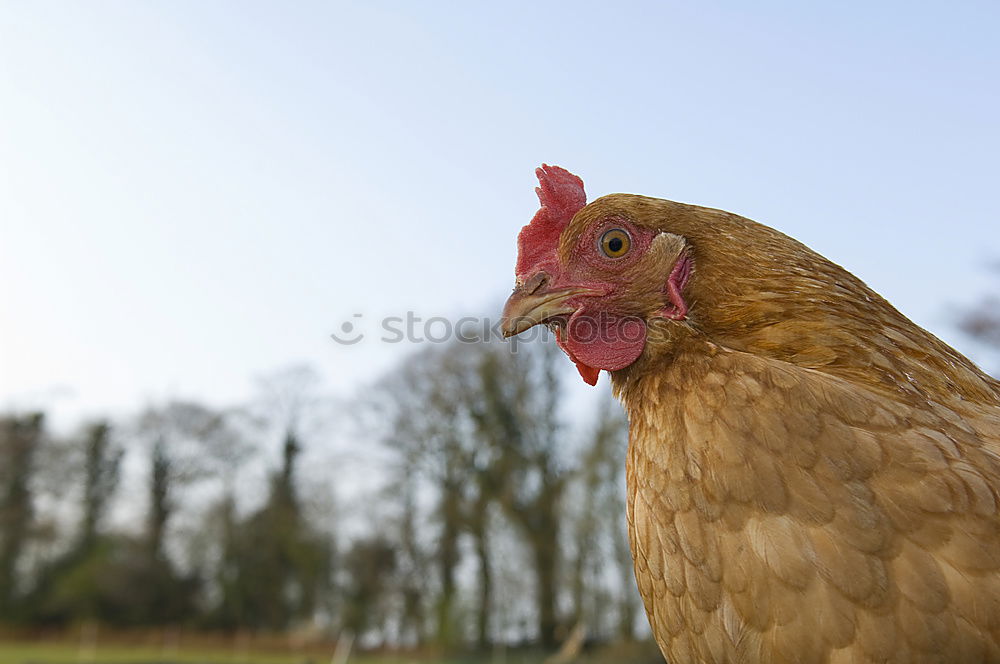 Image, Stock Photo Do not disturb… Nature