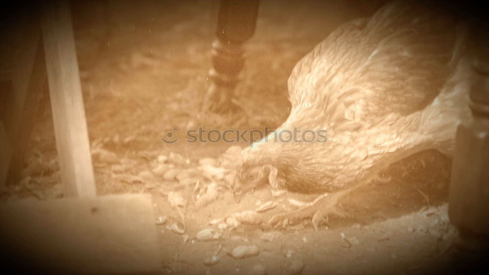 Image, Stock Photo The Soup Chicken