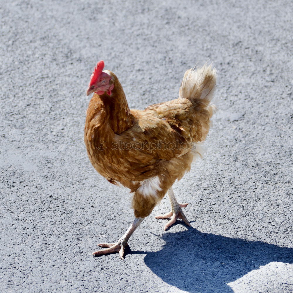 Similar – Image, Stock Photo “I’m not fast food!” Food