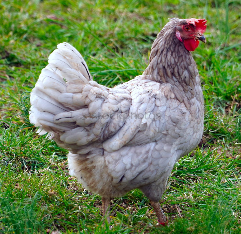 Similar – cock Nature Meadow Animal