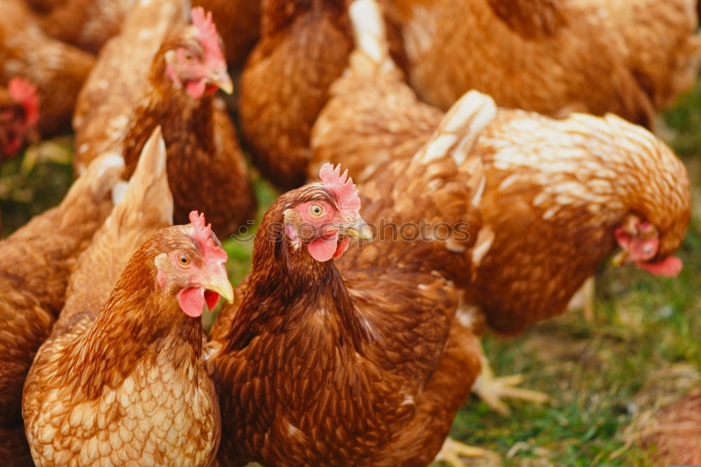 Similar – Image, Stock Photo hen close up on farm yard