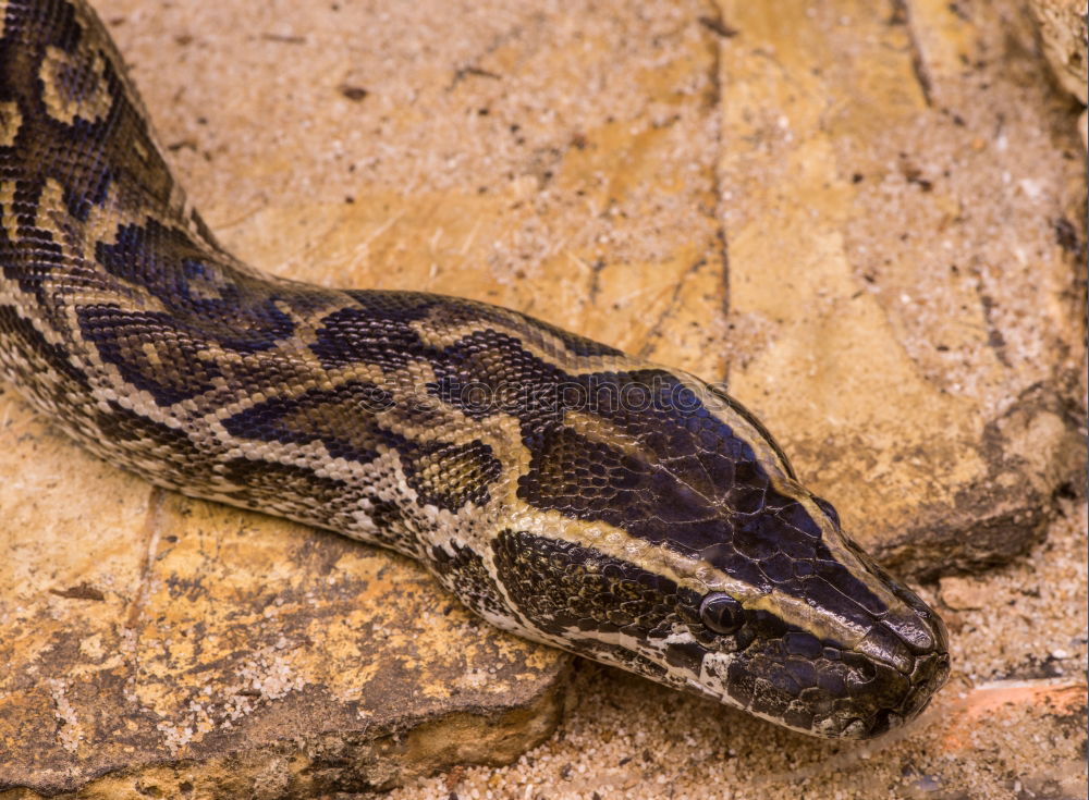 Similar – male meadow viper basking on ground