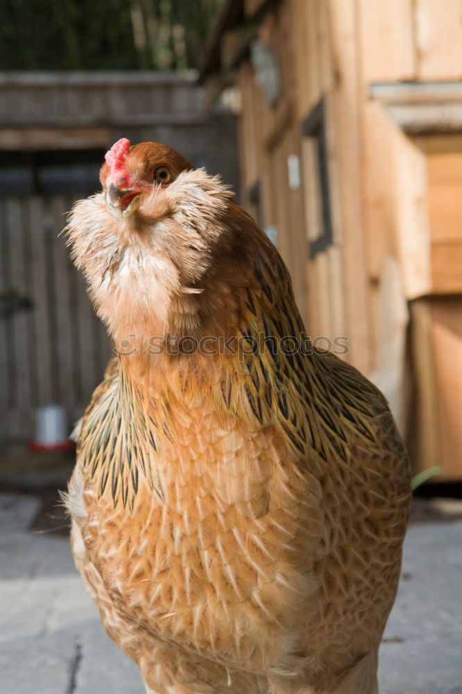 Similar – Juvenile hens III chicken