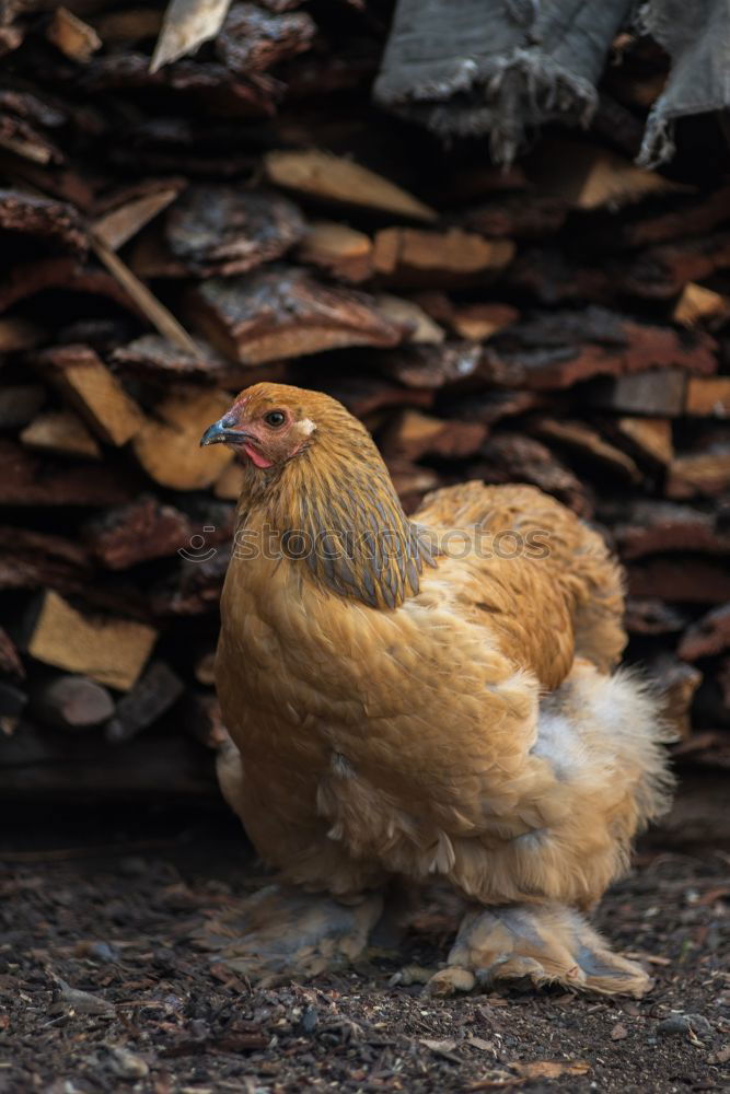 Posing Chicken