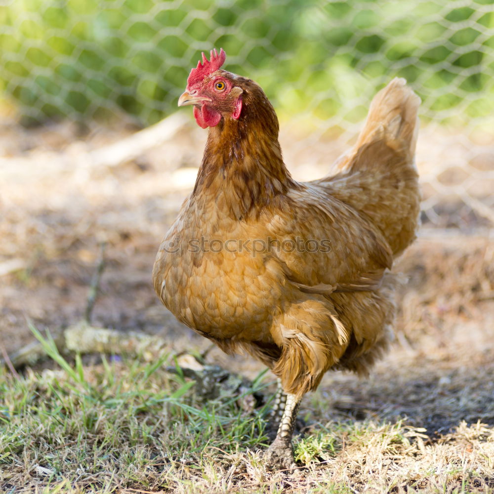 Similar – Image, Stock Photo Johanna the chicken Nature