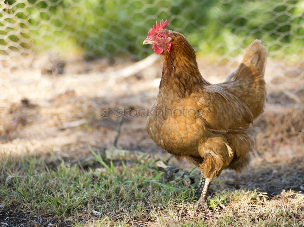 Similar – hen looking at the camera