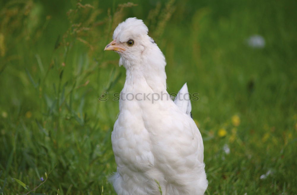 Similar – Young hen hunting