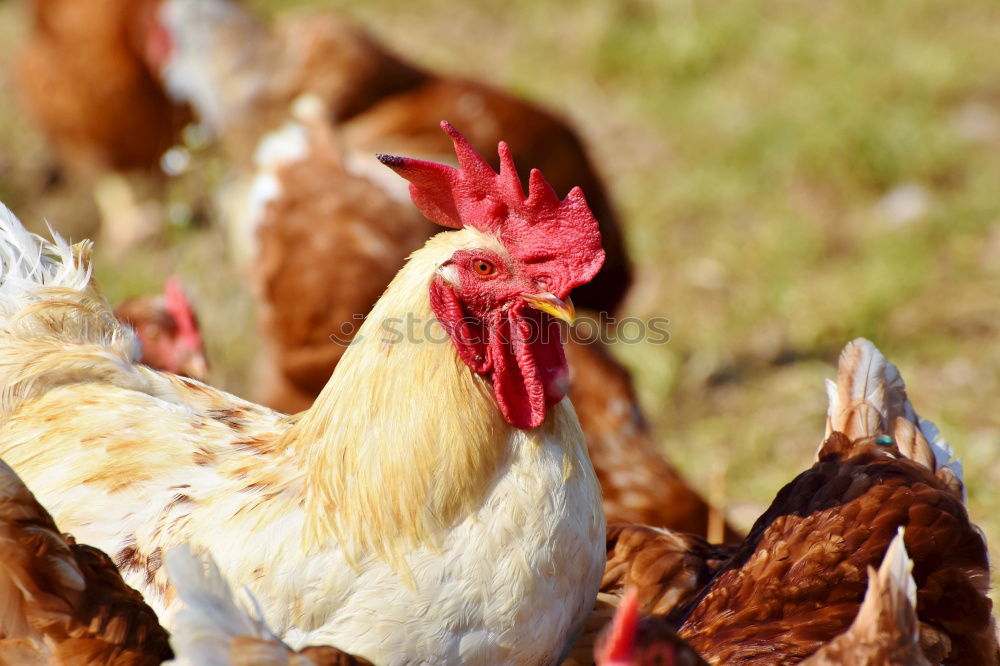 Similar – Image, Stock Photo hen close up on farm yard