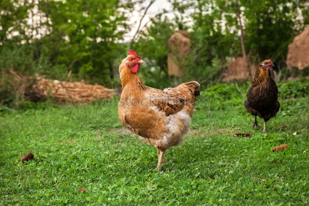 Similar – young hens chicken fowls