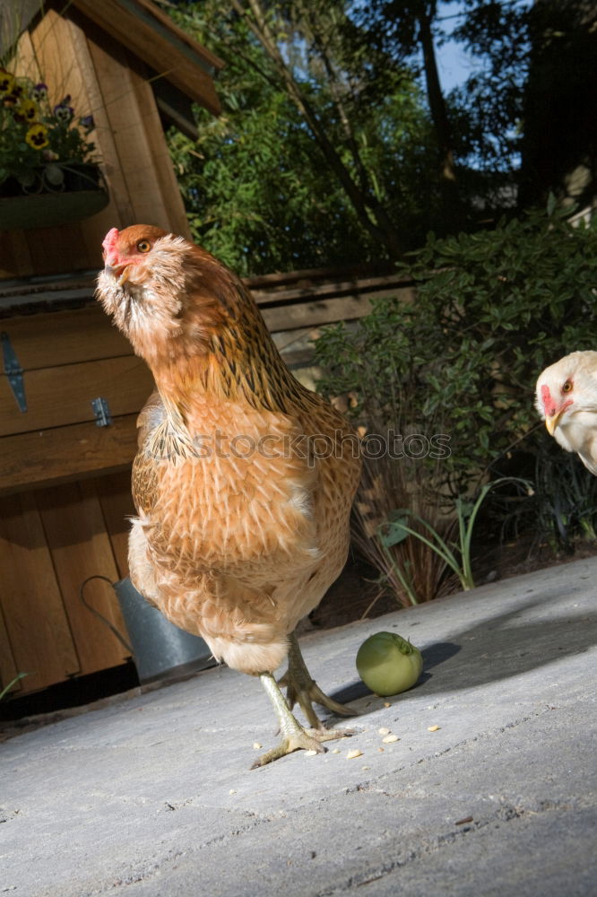 Similar – Juvenile hens III chicken