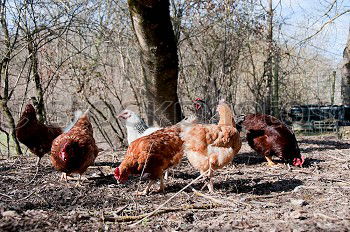 Similar – Image, Stock Photo Among chickens Environment