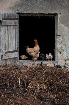 Similar – Posing Chicken