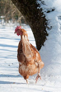 Image, Stock Photo There is a lot of chicken, let’s bake it!