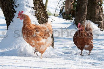 Similar – Image, Stock Photo There is a lot of chicken, let’s bake it!