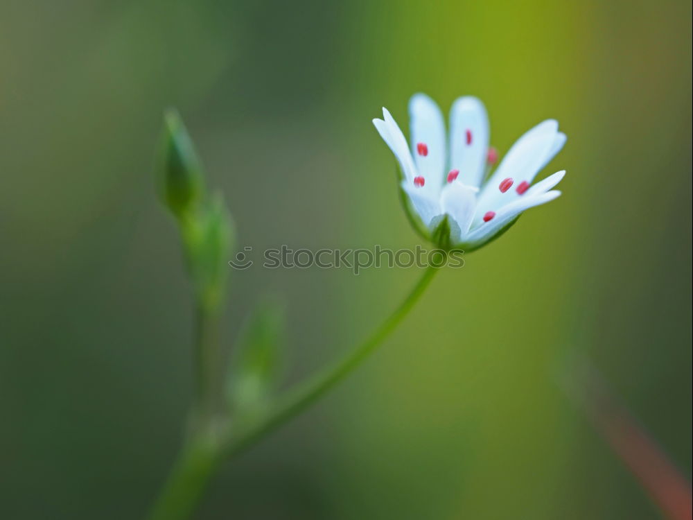 Similar – Weiße Braut Gänseblümchen