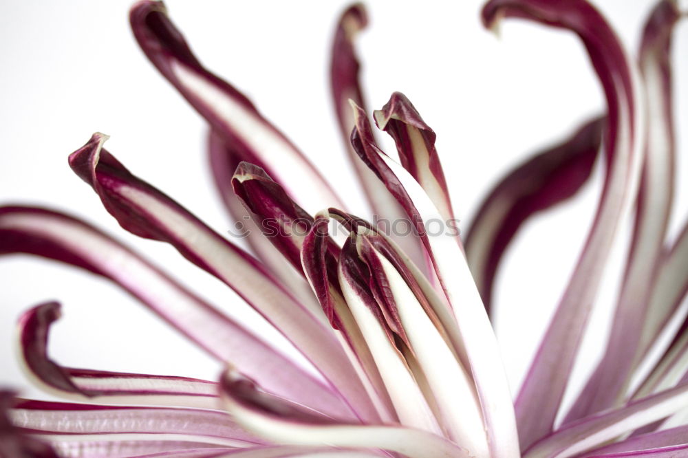 Similar – Macro of a dark red lily