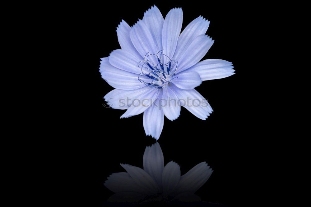 Similar – Roundleaf Bellflower, Campanula rotundifolia