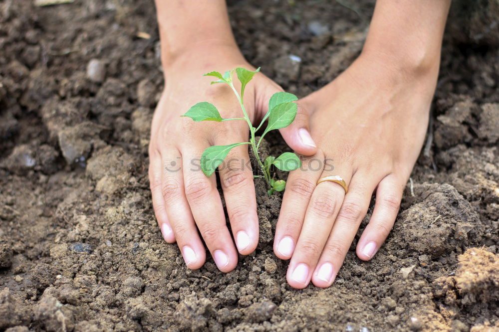 Similar – FORGET-ME-NOT Hand Earth